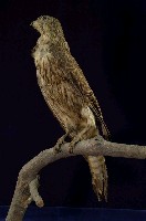 藏品(東方紅隼)的圖片